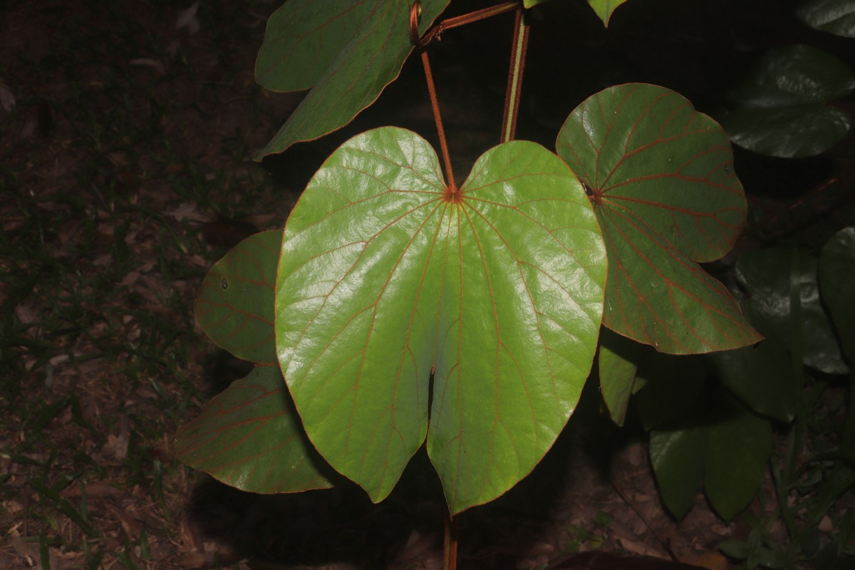 Phanera aureifolia (K.Larsen & S.S.Larsen) Bandyop., Ghoshal & M.K.Pathak